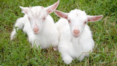 Atonement Goats